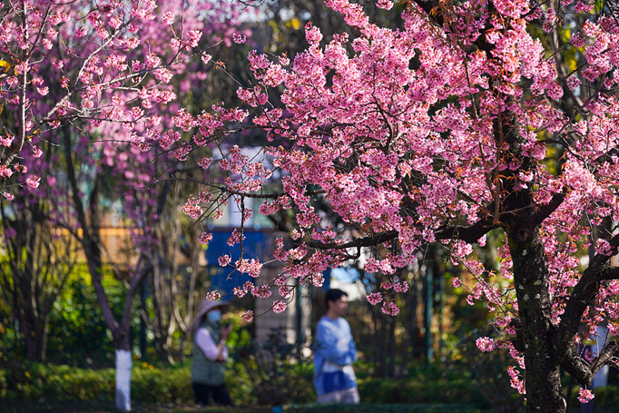 KunMing Spring